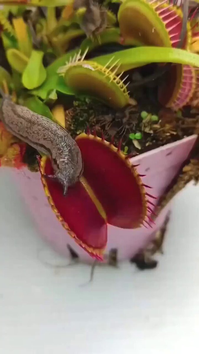 Slug going in a Venus fly trap 🪴 https://t.co/EPsufYYaiM