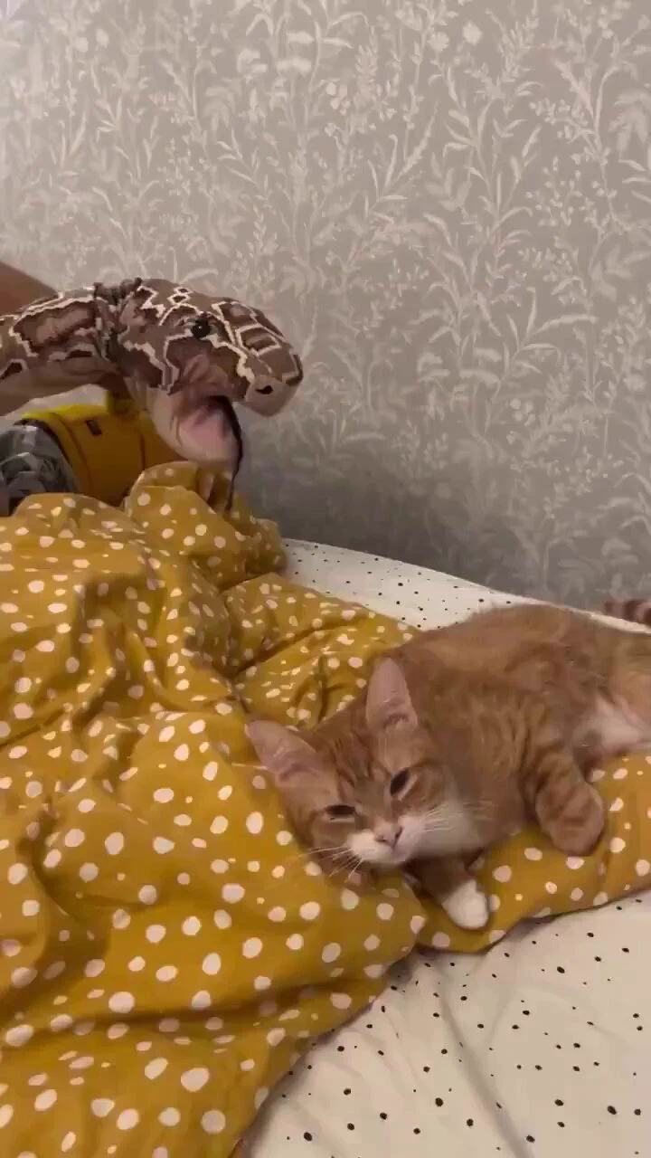 サバイバルスキル0な猫が可愛すぎるhttps://t.co/vlZC7NpXNy