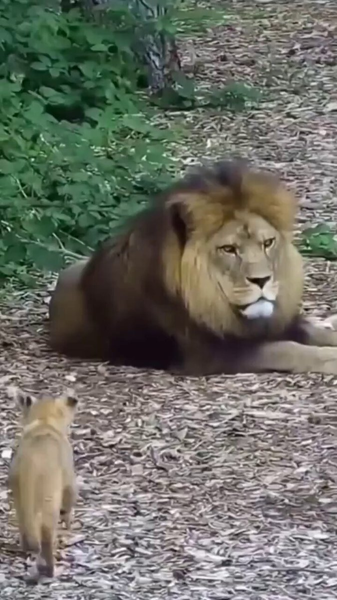 That’s definitely his daughter 🦁🧡 https://t.co/6yfOgy4r9E