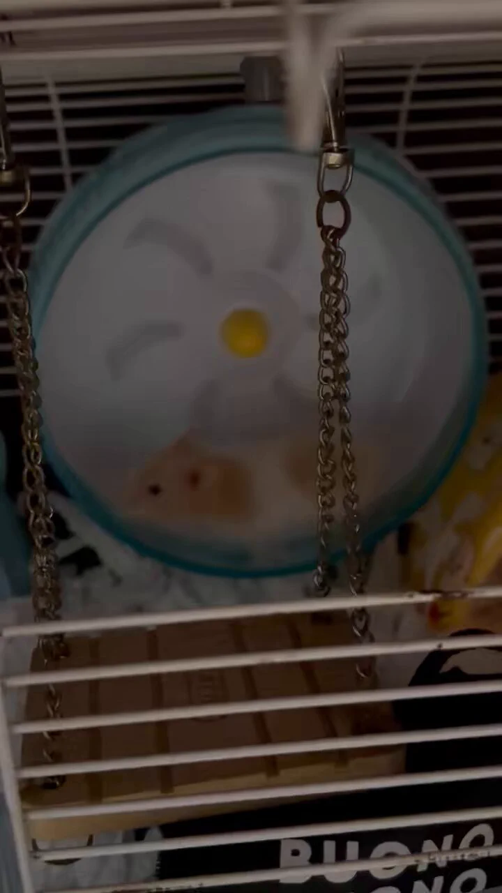 QQ 你一定要半夜跑滾輪嗎媽媽上班的時候 你在睡覺媽媽要睡覺的時候 你在嗨🫠早安～😆好像有點早🤣狗狗對著閨蜜哭了兩個小時 心情舒暢😁 https://t.co/U5nxfqAANG
