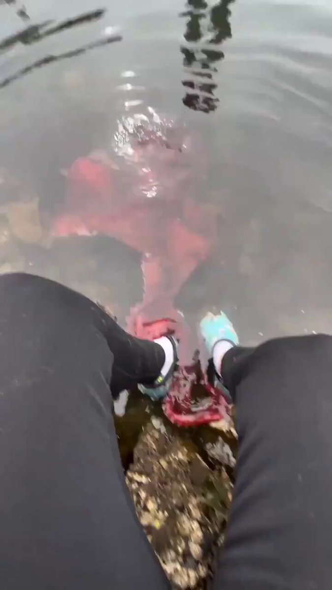 Octopus takes an interest in a human sitting by the rocks https://t.co/tvs3xdIn3k