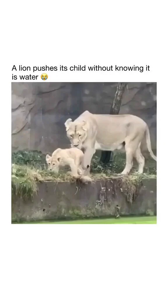 The regret in the mother lion's face as soon as she realizes it's water 😭 https://t.co/vWUZKMNJRa