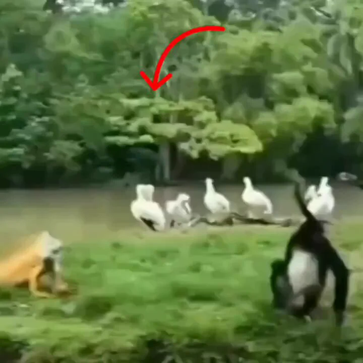 https://t.co/3gTLAzIgIF