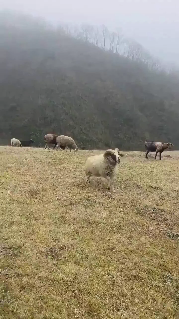 Sheep getting confused by man jumping over them https://t.co/V4CGqj64rC