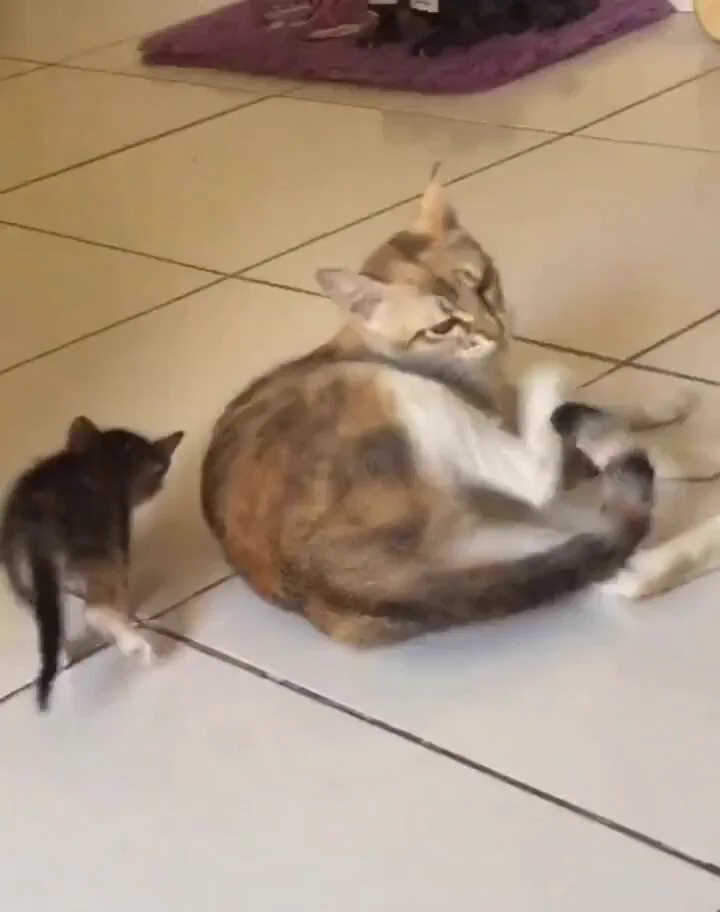 Learning from mum https://t.co/3zhToe5w65