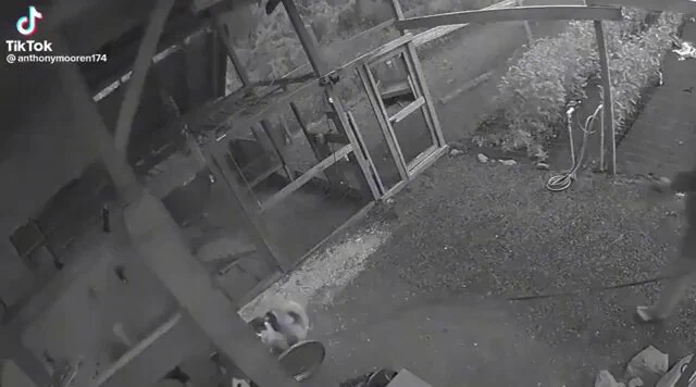 Man slaps bear defending his dogs and girlfriend https://t.co/EXhY2mrC7C