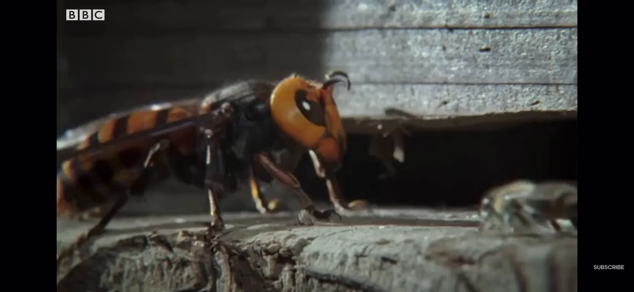 Japanese bees overcome giant hornet with body heat and teamwork https://t.co/7y8MCovLpW
