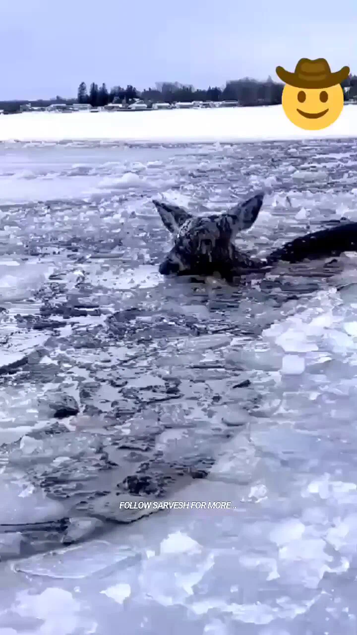 Helpful couple rescues a deer from drowning twicehttps://t.co/Ny9M7gJgvW