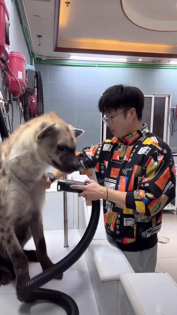 Why is a Hyena better behaved than most huskies at the groomers? It’s so chill 😭 https://t.co/bSRlD9KmAQ