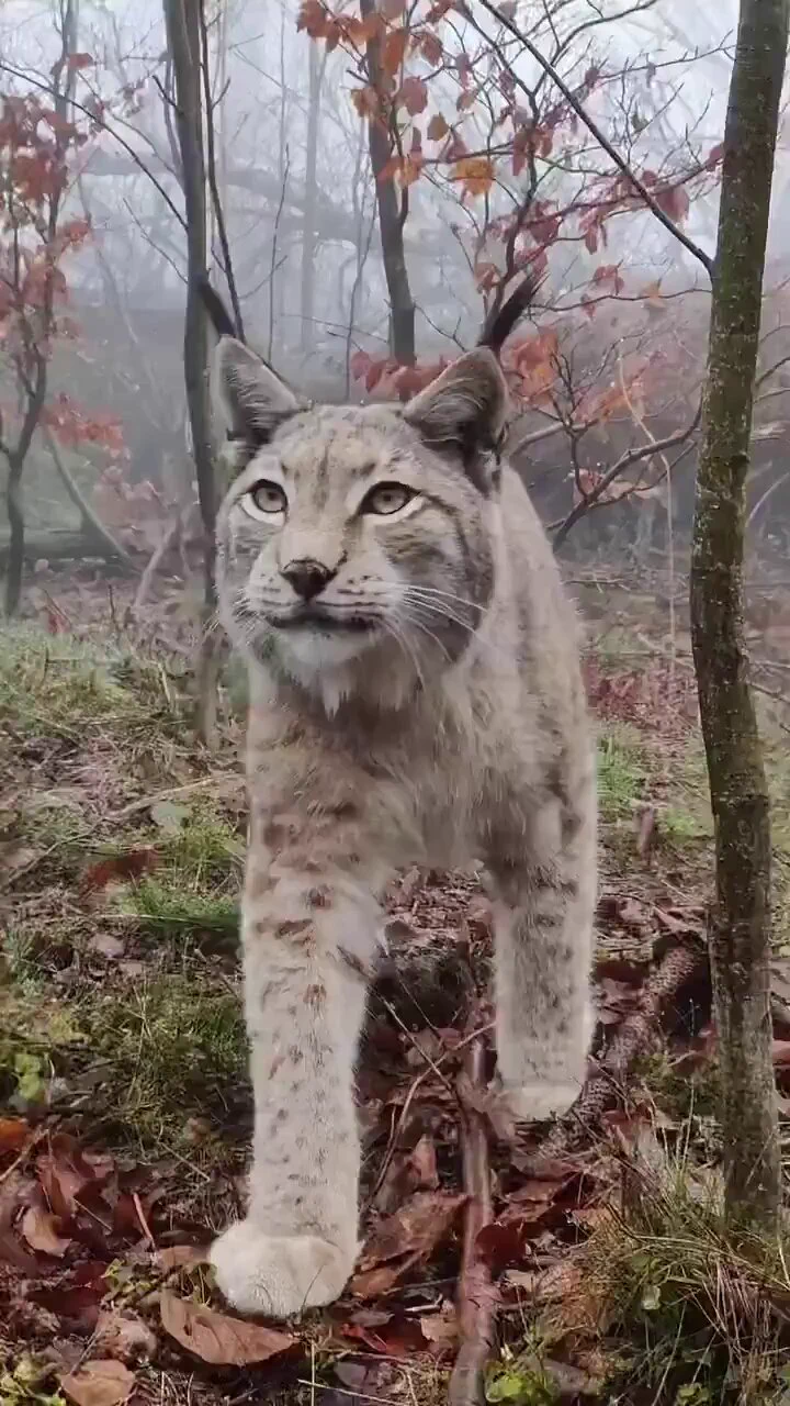 Closeup with a wild lynx https://t.co/50Gbv6SXI2