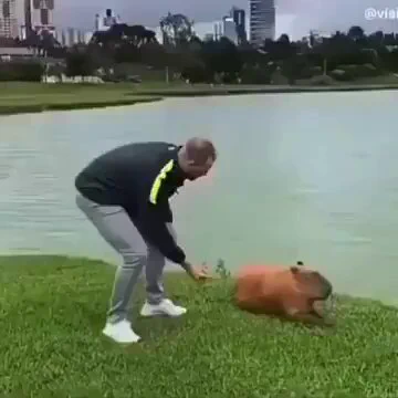 Capybara made his day https://t.co/GXSvMiUdhl