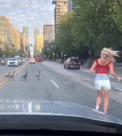 Kind human helping geese cross the street in traffic https://t.co/EhJgYCBvNZ