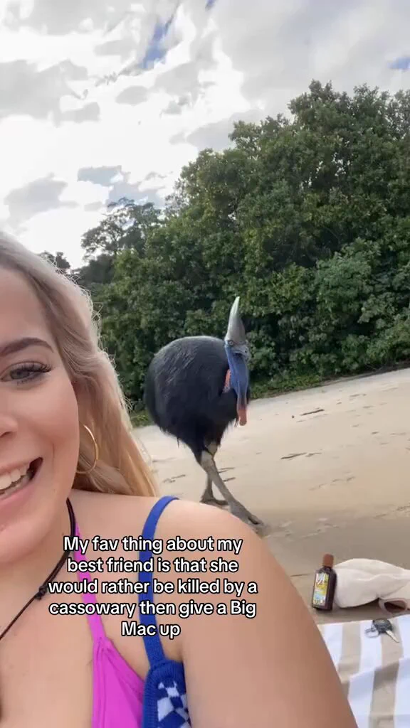 Beachgoers have a close encounter with a living dinosaur, the Cassowary.They’re very dangerous. They’re referred to as the world’s most dangerous bird. https://t.co/DUe5qfO9uk