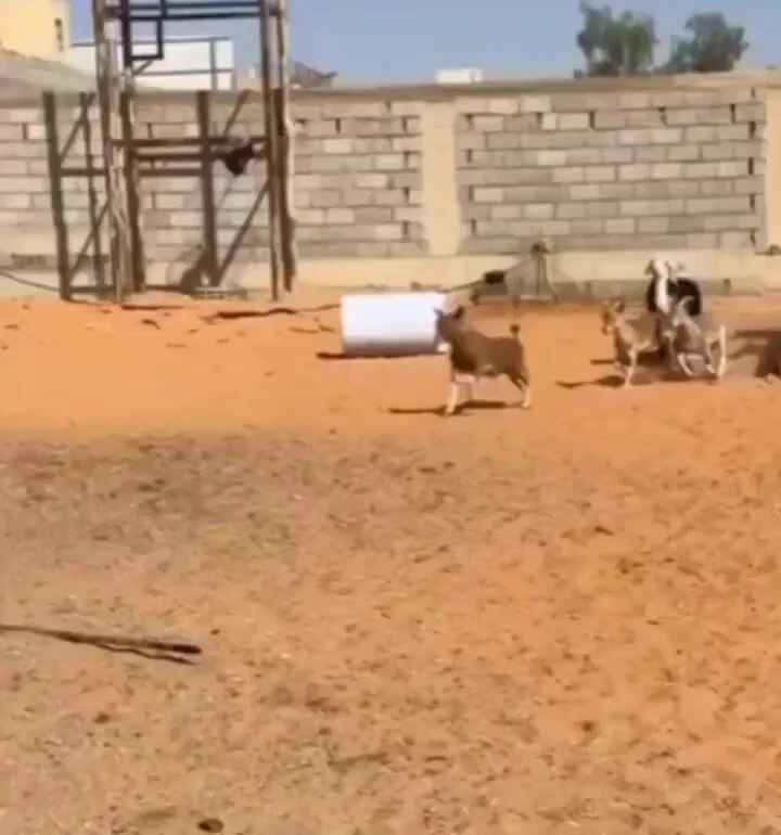 When you realize you're not a Goat! 😂😂 https://t.co/JIUzdEI1iB