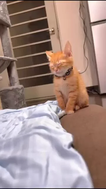 Kittens falling to sleep 😹🥰 https://t.co/W6Hq4gdj6q