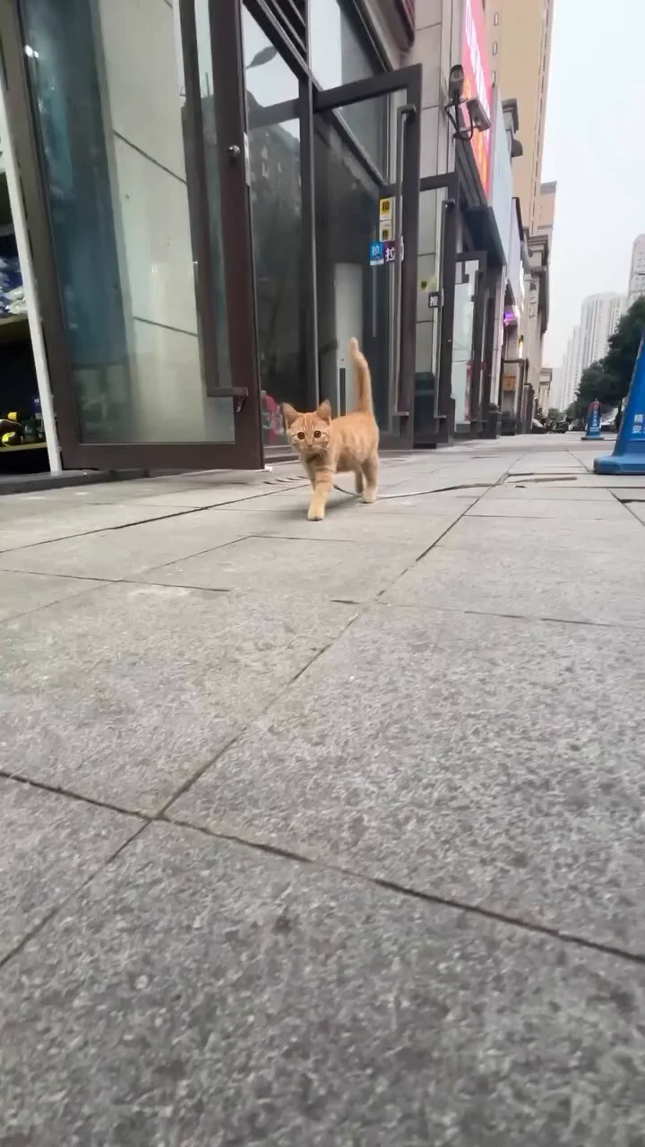 😺: I'm available, would you adopt me? https://t.co/d0mTvYsvLI