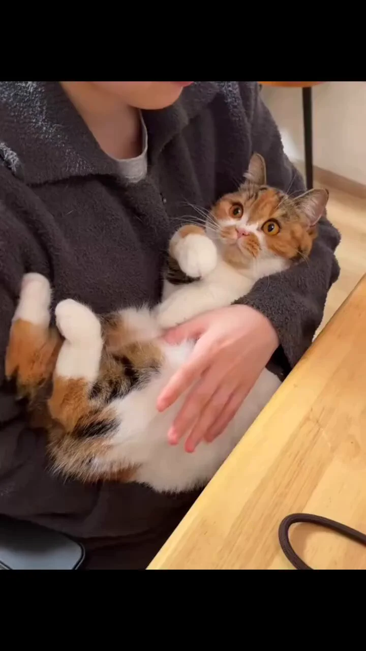 He is just a baby 😻 https://t.co/fLyNx1ekW3