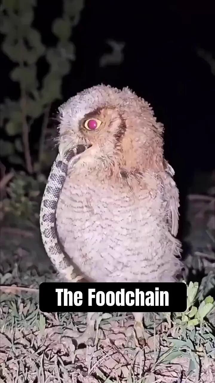 The food chain is wild https://t.co/t1H0VDTHO8