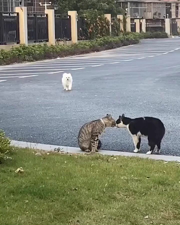 https://t.co/fwbdijO0ZK