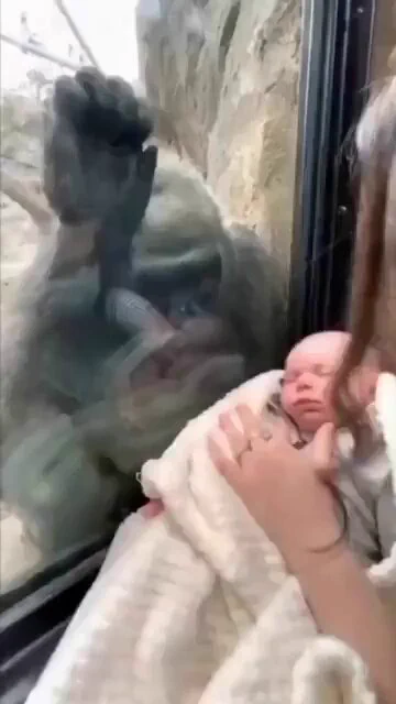 Gorillas asking to see visitor’s babies and showing off their own. ❤ https://t.co/YxweqD7hID