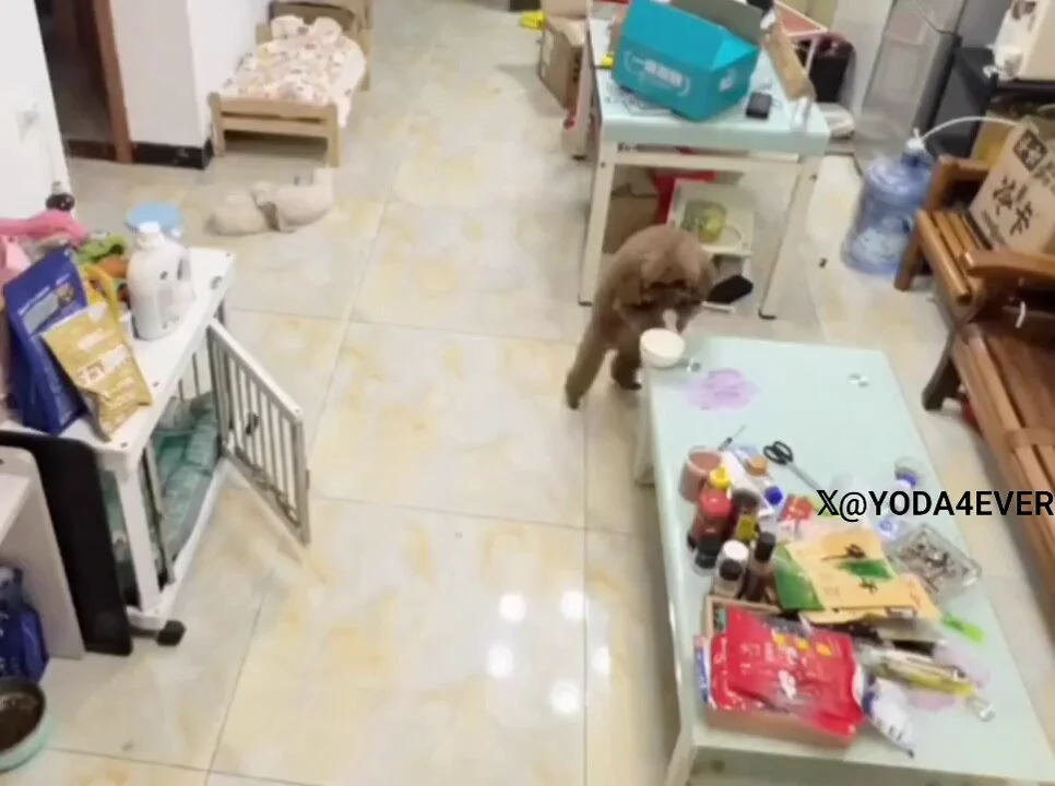 你还相信眼见为实吗🧐😆，如果不是因为有监控📹⋯⋯，它的计划近乎完美🐕🐾
 https://t.co/zxp3glClAI
