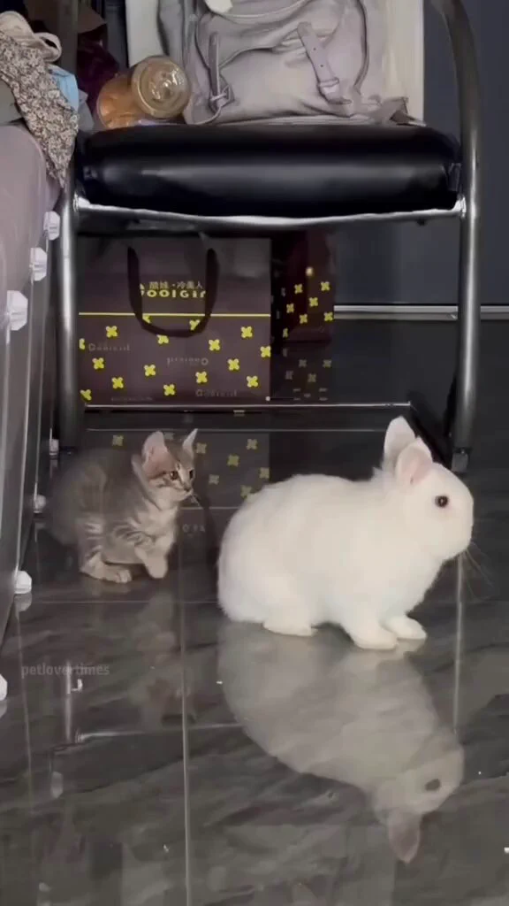 Kittens and bunnies friendship https://t.co/LZSbQB5f5N
