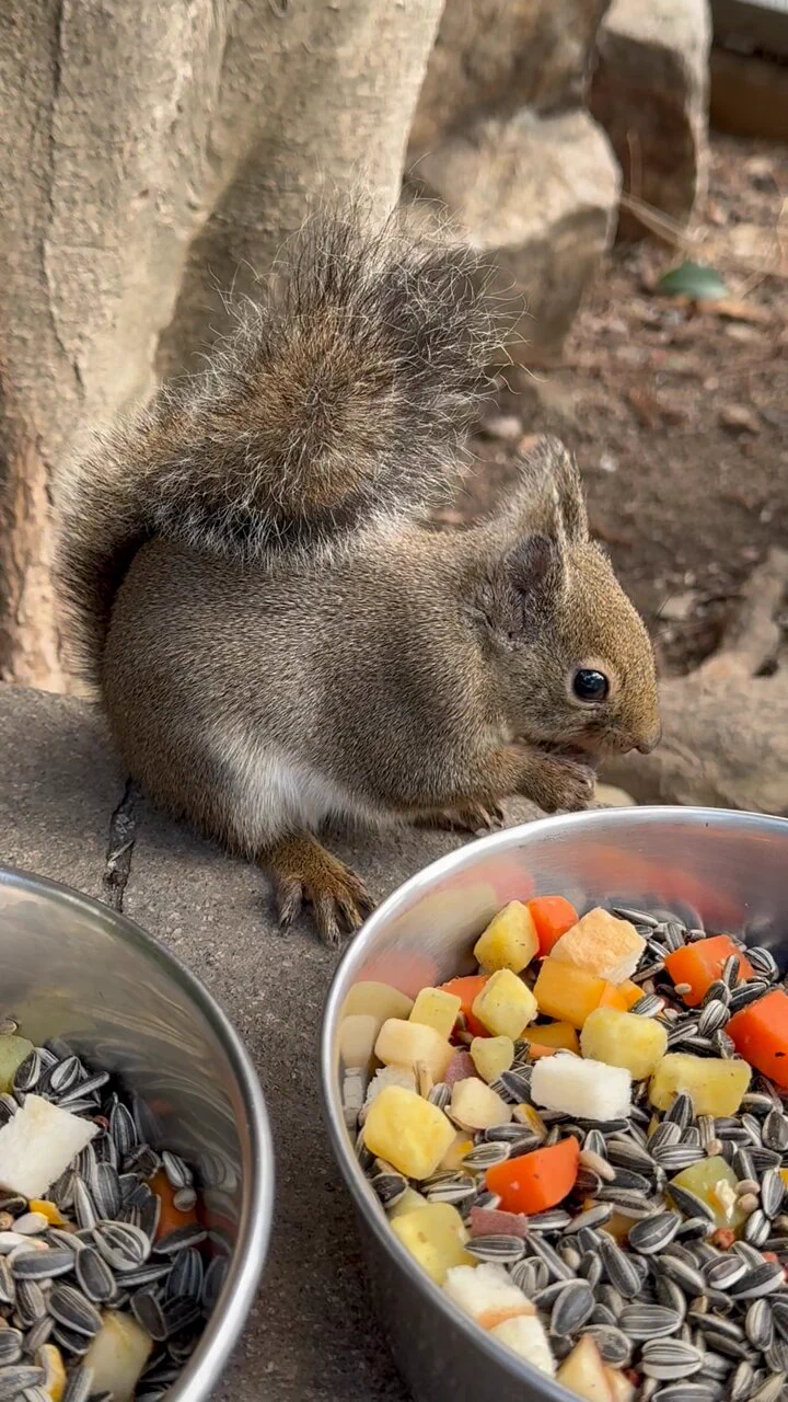 クルミ探しのプロ現る❗＃神戸 ＃王子動物園 ＃ニホンリス🐿 https://t.co/BZv4YIuTmd