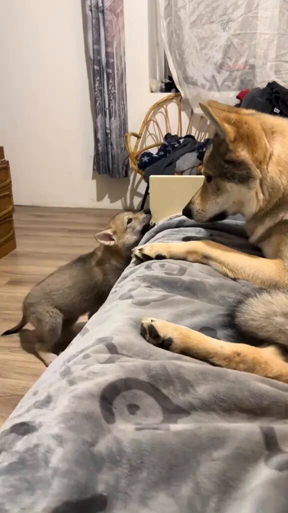 These animals be doing a better job putting their kids in line than most people I know https://t.co/DsvcmTbV5P