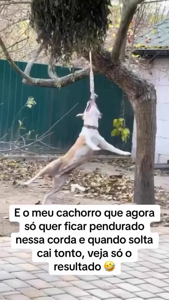 Ele gostou do efeito colateral da brincadeira 😂 https://t.co/L4FCPiVn4S