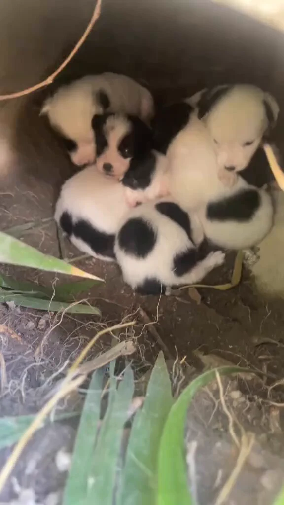 Ela de delineado 🥺 https://t.co/SZnaepzIjL