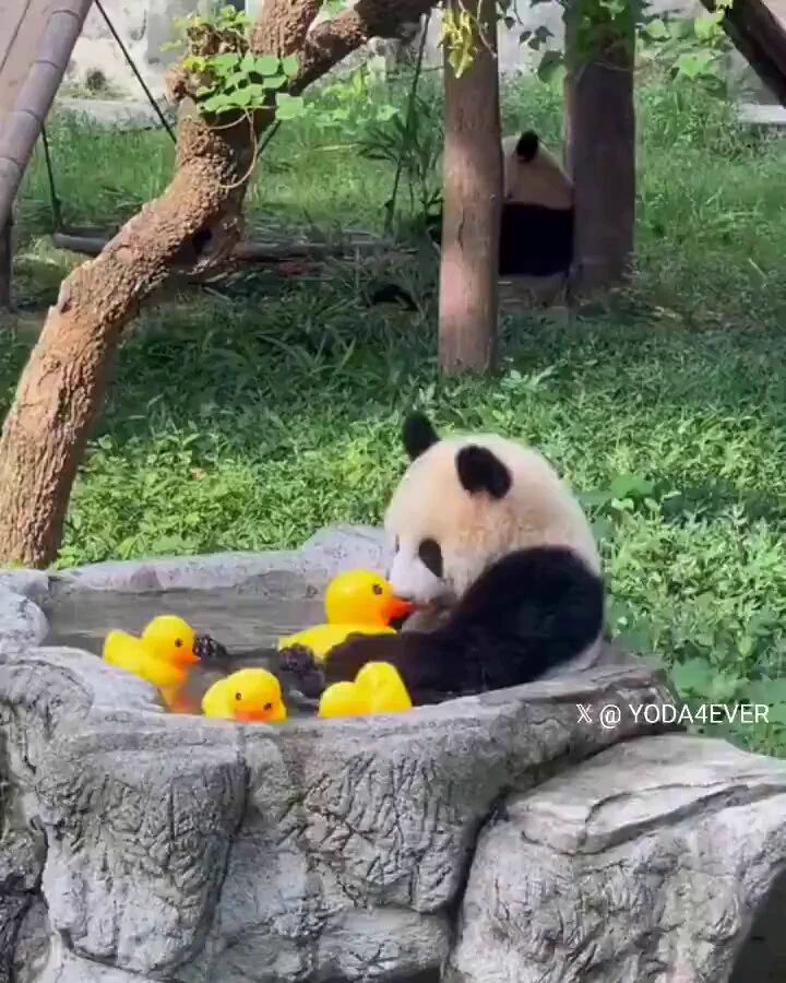 Panda got new toys..🐼🐥😍 https://t.co/iYlgCdpfSw