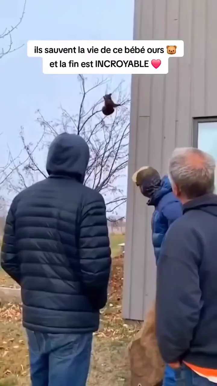 Making friends with baby bear and big bears. https://t.co/bNwSC3A88Y