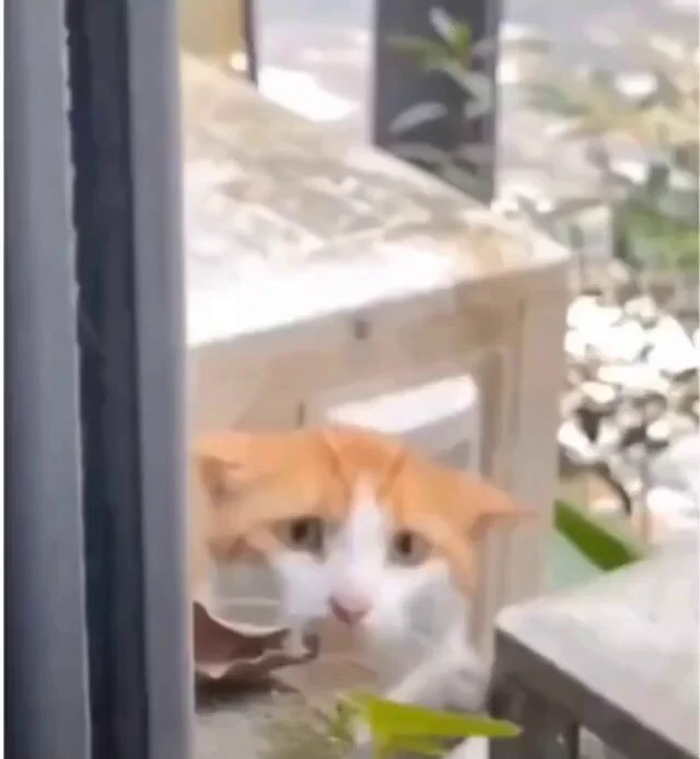 Normalize adopting stray cats 🥺 https://t.co/ZDz4YsN2cr