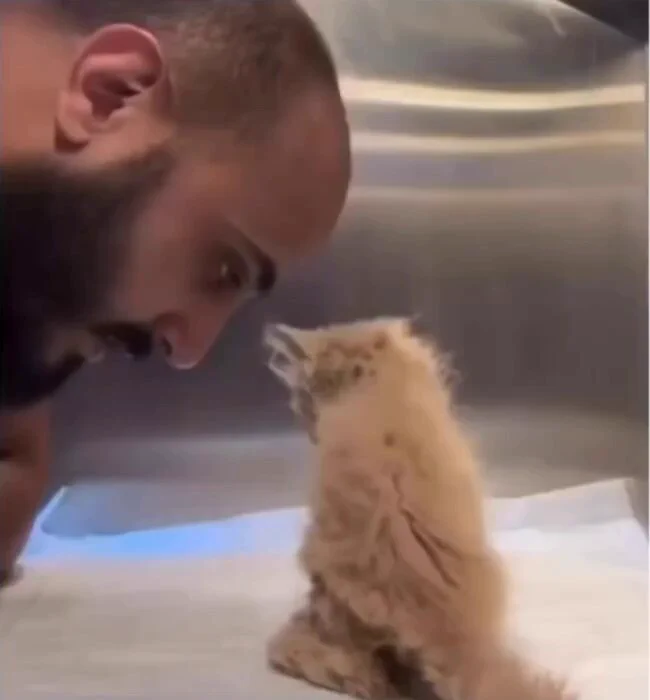 Rescue cat experiencing what it's like to be loved for the first time https://t.co/uVw3IMV9XO