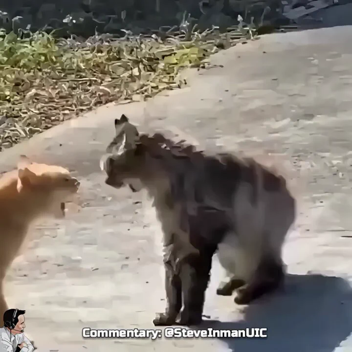 https://t.co/9WyJZJCINo
