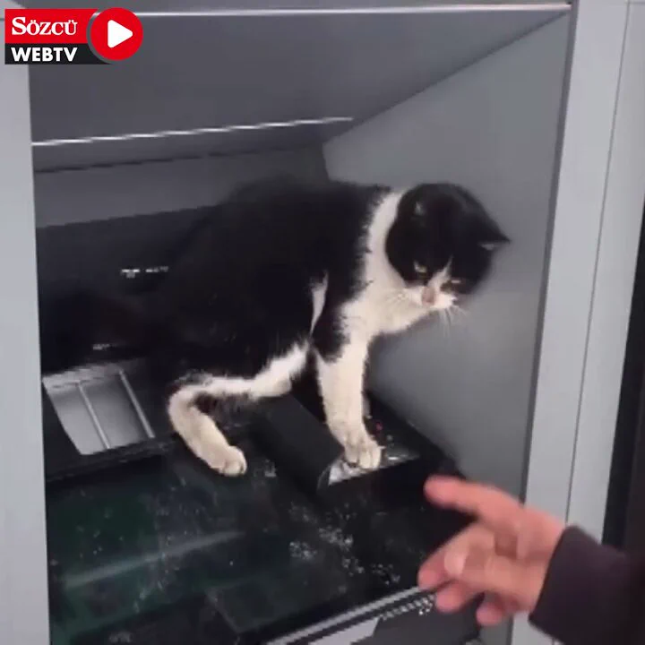 Ardahan'da soğukta ATM'ye sığınan bir kedi, vatandaşların para çekmesine izin vermedi.https://t.co/fsn3NXSzyE