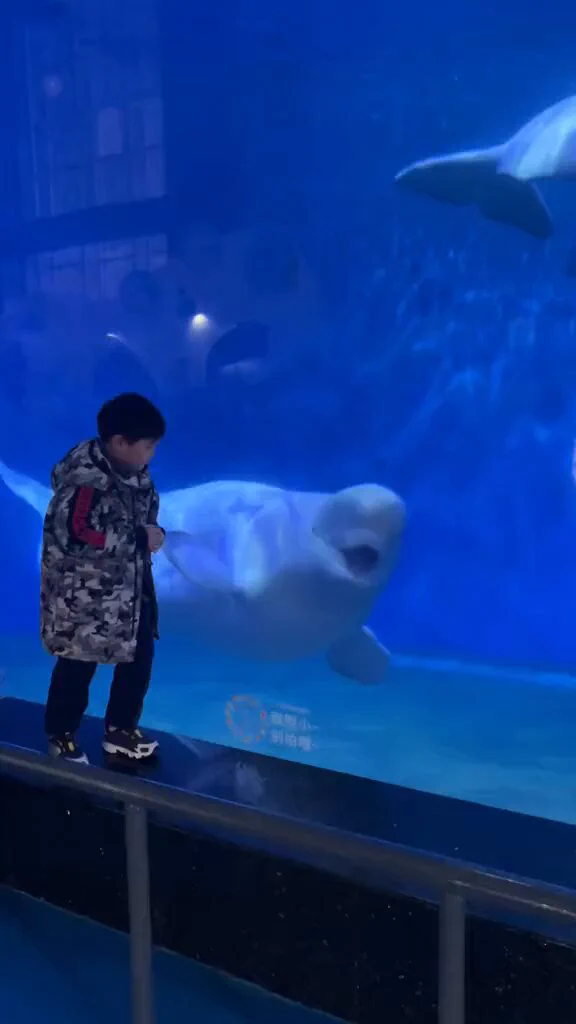 Beluga whales love to play, scare, joke and generally interact with humans. 

This clip is the perfect example.
https://t.co/YZwf3LteJv
