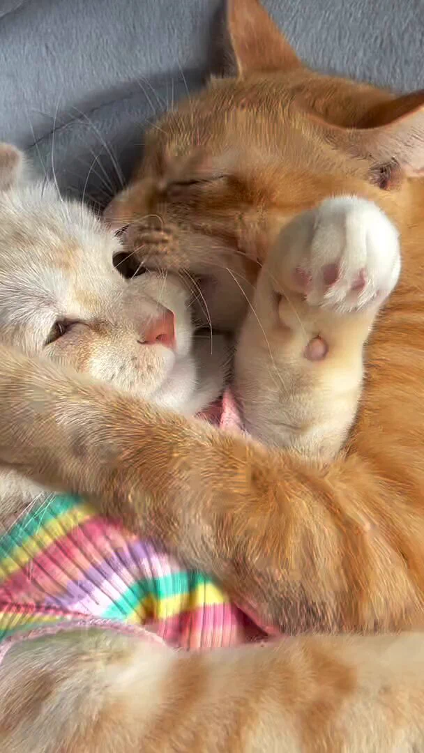 寝相の悪い猫に顔面ガブられて、微かに抵抗してる猫…
 https://t.co/vWJy1nJdgn