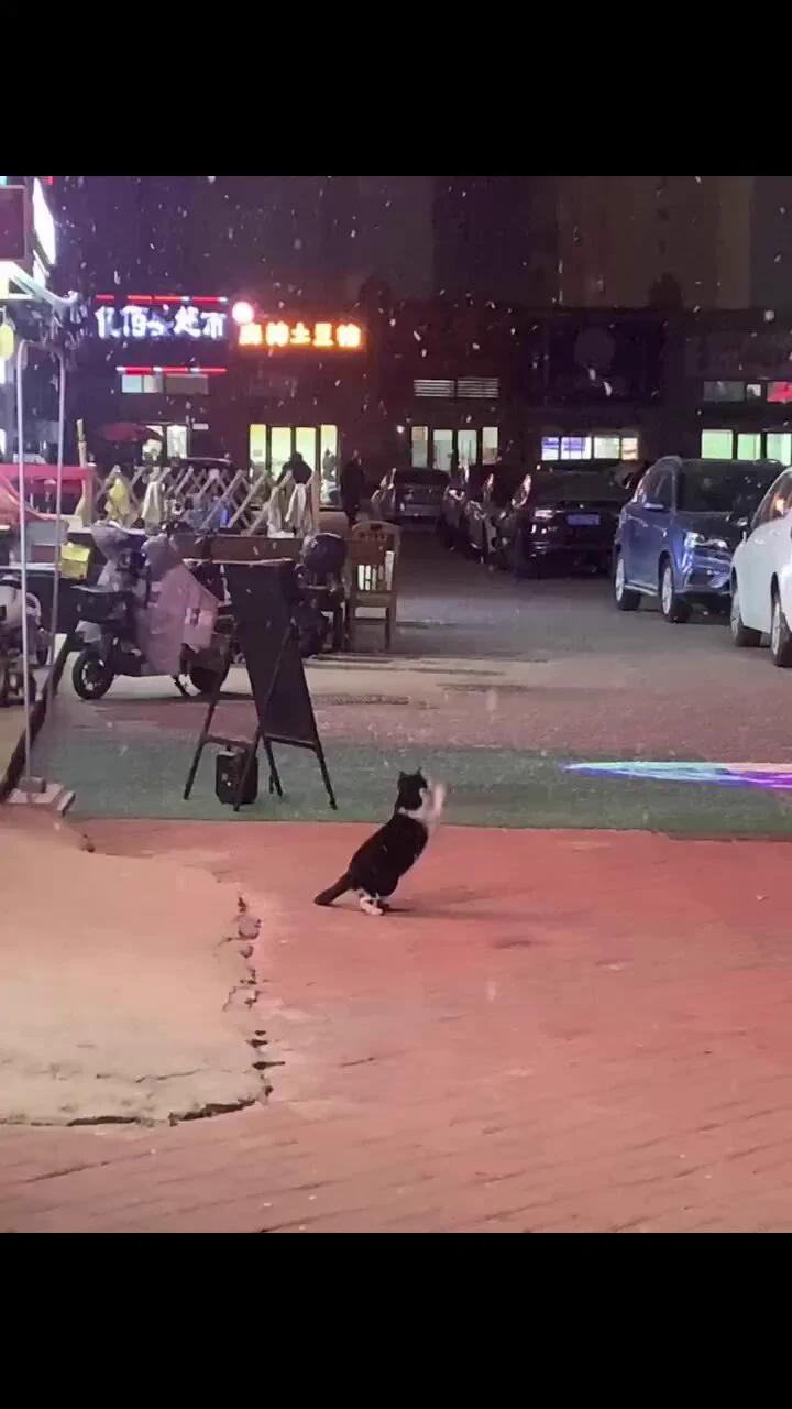 初めて雪を目にした猫、いつ見ても可愛い
 https://t.co/amtJa9RC1Z