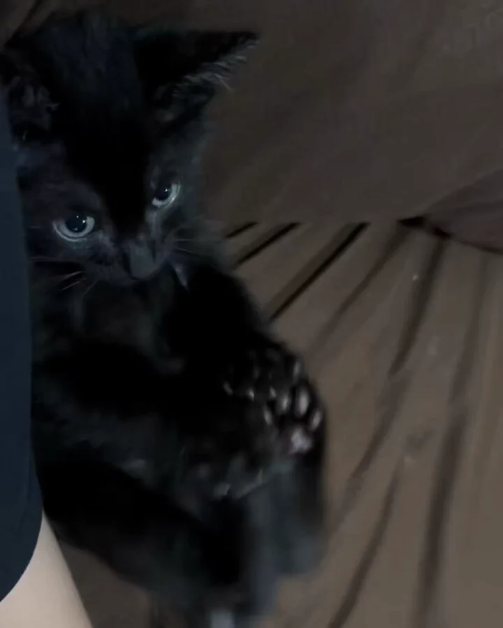 足が気になって仕方ない子猫、可愛すぎてずっと見てたい
 https://t.co/MXg9NSOgYC