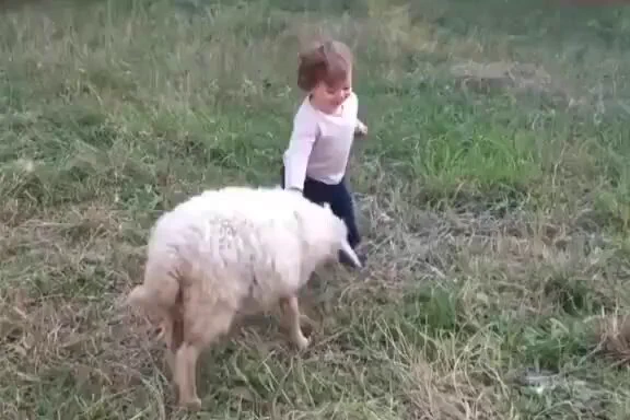 sheep learned to calculate its strength to play without hurting the child https://t.co/9gQXORMsfd