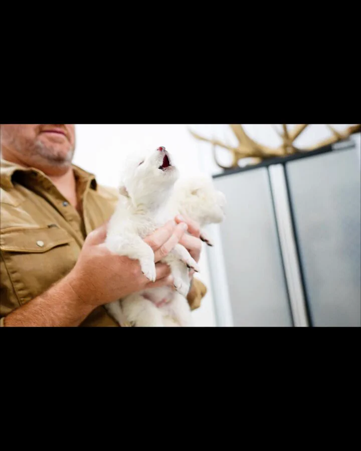 SOUND ON. You’re hearing the first howl of a dire wolf in over 10,000 years. Meet Romulus and Remus—the world’s first de-extinct animals, born on October 1, 2024.The dire wolf has been extinct for over 10,000 years. These two wolves were brought back from extinction using genetic edits derived from a complete dire wolf genome, meticulously reconstructed by Colossal from ancient DNA found in fossils dating back 11,500 and 72,000 years. This moment marks not only a milestone for us as a company but also a leap forward for science, conservation, and humanity. From the beginning, our goal has been clear: “To revolutionize history and be the first company to use CRISPR technology successfully in the de-extinction of previously lost species.” By achieving this, we continue to push forward our broader mission on—accepting humanity’s duty to restore Earth to a healthier state.But this isn’t just our moment—it’s one for science, our planet, and humankind. All of which we love and are passionate about. Now, close your eyes and listen to that howl once more. Think about what this means for all of us.