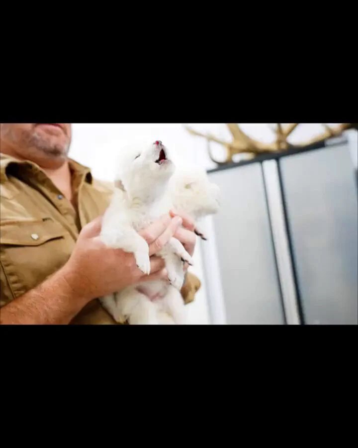 赤ちゃんオオカミの遠吠えが可愛すぎる🐺
 https://t.co/IIUsiLwxBy