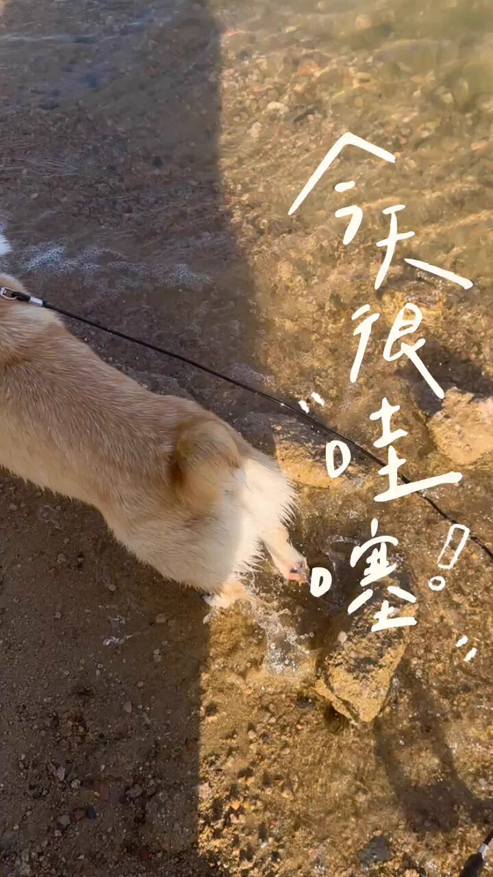 这是一只乘风破浪的粽子，猜猜去哪里玩了？ https://t.co/wODAK0cTGI