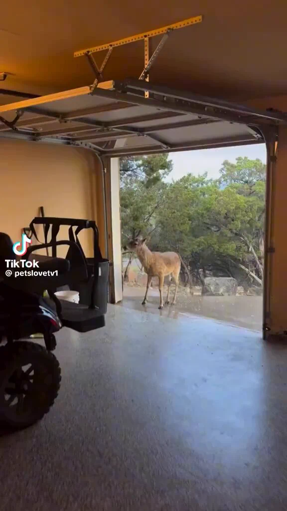 A deer bring all her friends to the party 😂❤️

 https://t.co/4Mm1bBdtw2