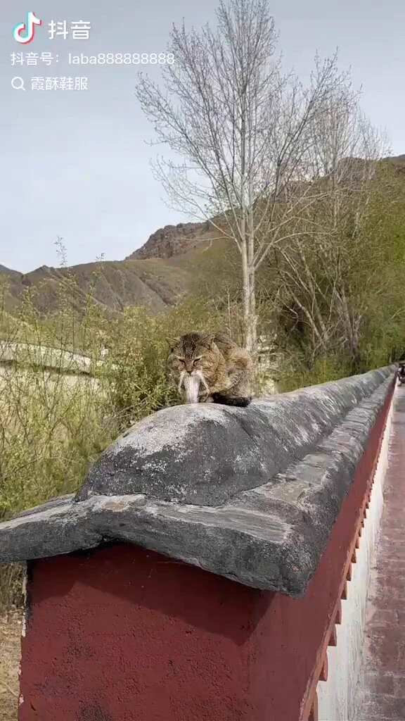 仙人のような猫さんが見つかる…
 https://t.co/zHnLEVBsKH
