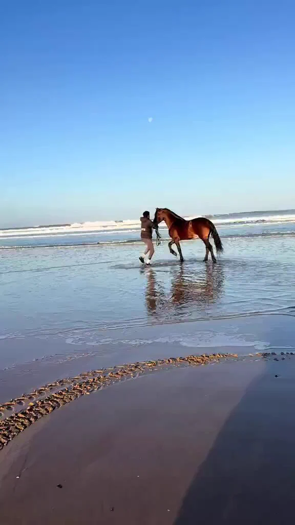 海辺をダイナミックなフォームで全速力で駆ける馬は力強く美しいです
https://t.co/wuC4UDe5QD