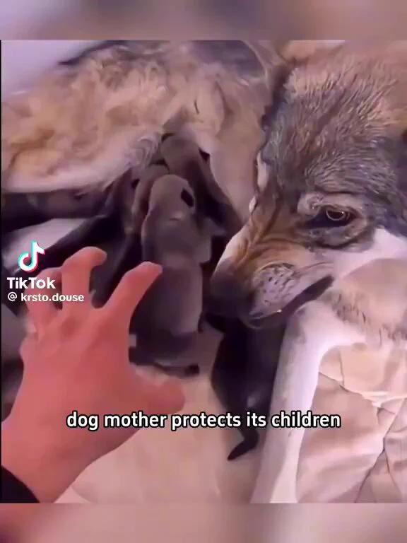 Mother's love. https://t.co/dG9Yq5BbSx