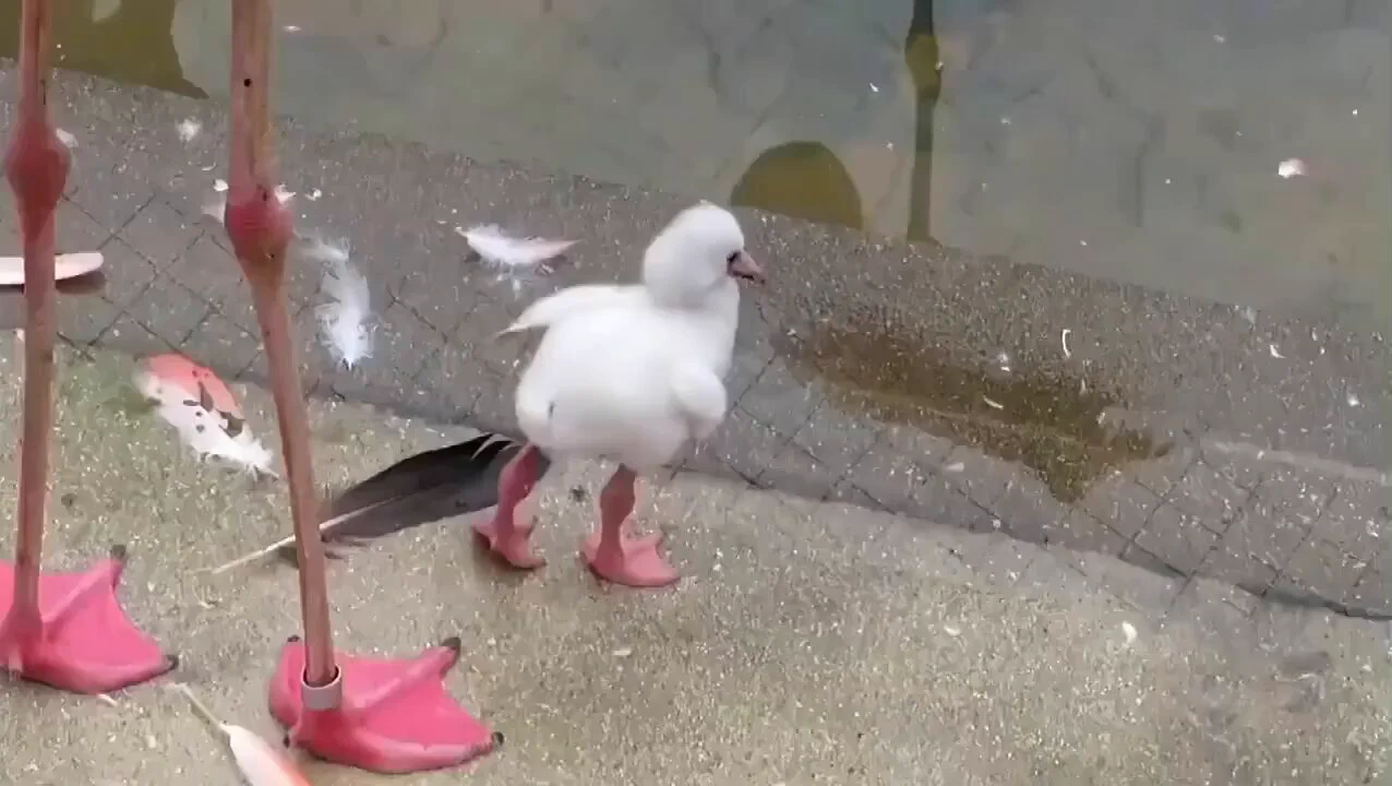 片足で立つ練習してるフラミンゴの赤ちゃん見て
 https://t.co/hx7jAMj5wT