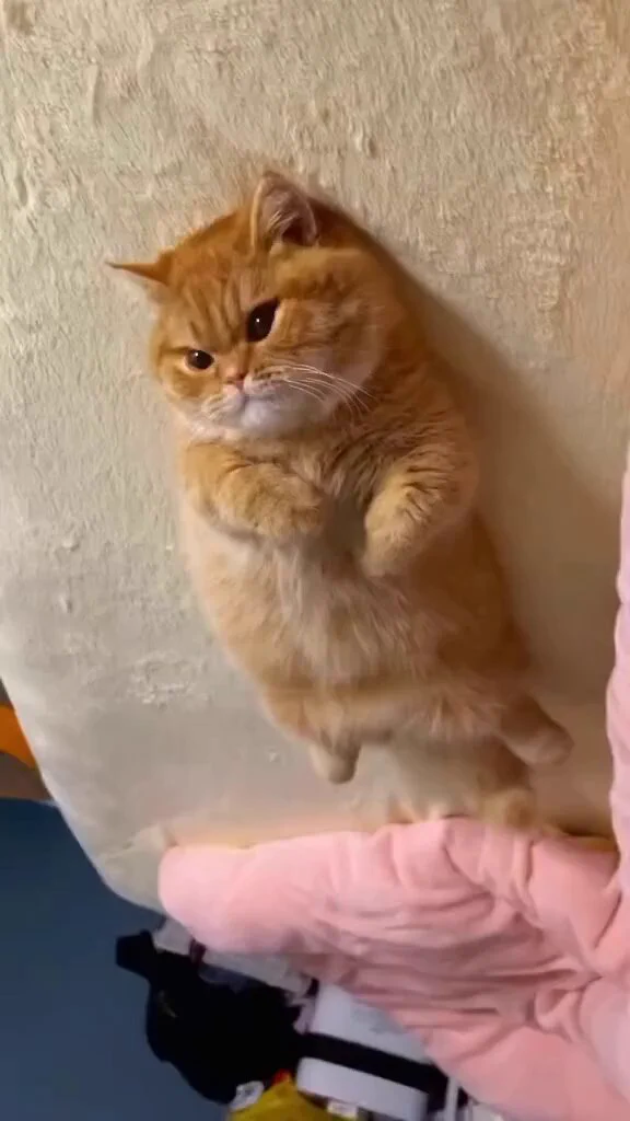 just chilling https://t.co/U0411QILgn